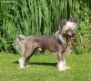 Mohawk Smart Art Chinese Crested