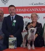 Biss & Jr Ch & Ch Valkrest The First Lady...... Best Of Bred.    Crufts 2018 !