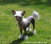 Maldinis Miss Sixty Chinese Crested