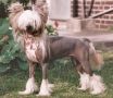 Zucci High Definition Chinese Crested