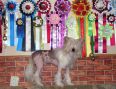 Negus Just Beauty Mitau Chinese Crested