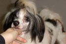 Enoc Puff Falazairroo Chinese Crested