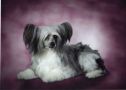 Edelweiss Black Pearl by Jove Chinese Crested