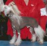 Dreamstar's You've Got The Majic Touch Chinese Crested