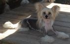 Zucci Secret Obsession Chinese Crested