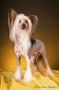Valen Stayer Almira Chinese Crested