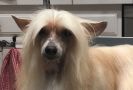 Am Ch Crested LC Karla Chinese Crested