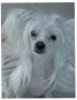 Secret Line's Hot China Lady Chinese Crested