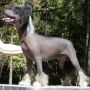 Sun-Hee's Opus One Chinese Crested