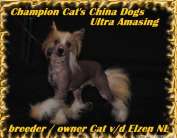 Cat's China Dogs Ultra Amasing