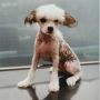 Beauty Queen Od Chlpiku Chinese Crested