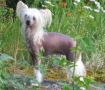 Debless One's Zhineng-Chi Chinese Crested