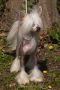Exception  Little Champs Chinese Crested