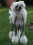 Solino's Juicy Contender  Chinese Crested