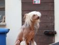 Muso Grazioso Edgar King of Life Chinese Crested