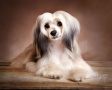 Bozo Gang's Mademoiselle Chinese Crested