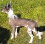 Suanho's Coth-Cho Chinese Crested
