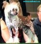 Special Agent von Shinbashi Chinese Crested