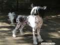 Edition Limited Di Rabozi Chinese Crested