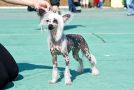 Status Imperial Harizma Chinese Crested