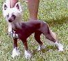 Unicorn's Sol-Orr Comet Chinese Crested
