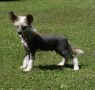 Vanitonia Rooty toot Chinese Crested