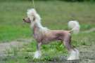 Elance Louange Drive-Driven Chinese Crested