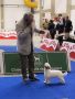Unbreakable Love De Sothis Chinese Crested