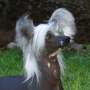 Crestars Mohawk's Tribute Chinese Crested