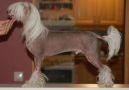 Roseng�rdens Proud To Be A Pony Chinese Crested