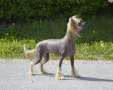 Absolute Souls 4 Your Entertainment Chinese Crested