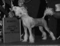 Elysee's Snowflake Chinese Crested