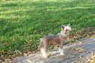 Hohlaty Glamour  Imperia Chinese Crested
