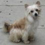 Se-Aires Irish Creme Chinese Crested