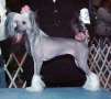 Jewels Hollywood Trend Chinese Crested