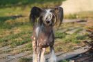 Bi-lav Plus A Star Is Born Chinese Crested