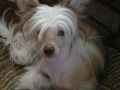 Darling Litl Pearl Chinese Crested