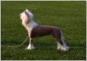 Dolce Vita Sealsa Chinese Crested