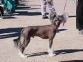 Zhannel's Quixotic Chinese Crested