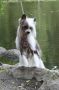 Solino's Notorious Nitro at Legends Chinese Crested