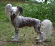 Stormblstens Ain't Like You Chinese Crested