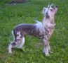 Collet ze Zatopen chajdy Chinese Crested