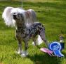 Yorcrechi Angels Delight Chinese Crested