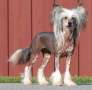 Prefix Chelsea Chick Chinese Crested