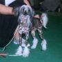 Effendi vom Martin's Tal Chinese Crested
