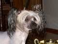 Sippelins Freak Like Me Chinese Crested