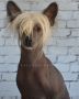 Volcancrest Cr�ter of the Moon Chinese Crested
