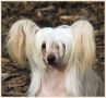 The Name Of The Game of Roxy's Pride Chinese Crested