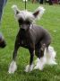 Roza Rossini Chinese Crested