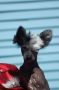 Chinacrest Casual Affair Chinese Crested